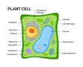 Vector illustration of the Plant cell anatomy structure. Infographic with nucleus, mitochondria, endoplasmic reticulum, golgi appa Royalty Free Stock Photo